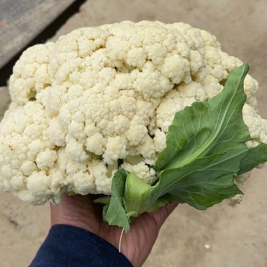 新野县有机花菜