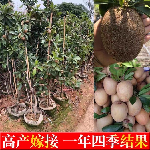 灵山县人心果树苗  人心果苗 四季人心果苗 常年挂果 南北方种植