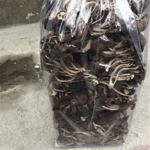 广昌县广昌5号茶树菇  新货 福建5号茶树菇