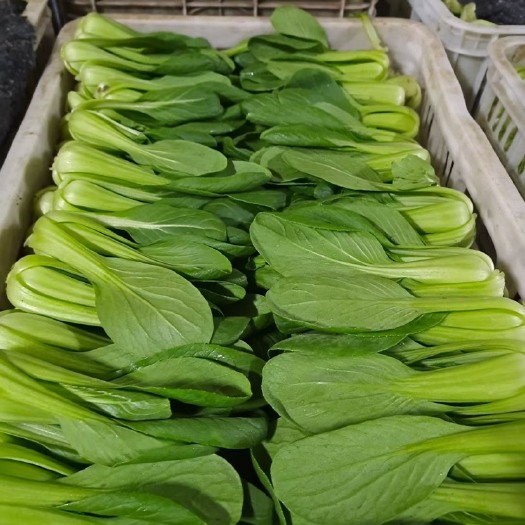 曹县上海青 精品小中颗油菜