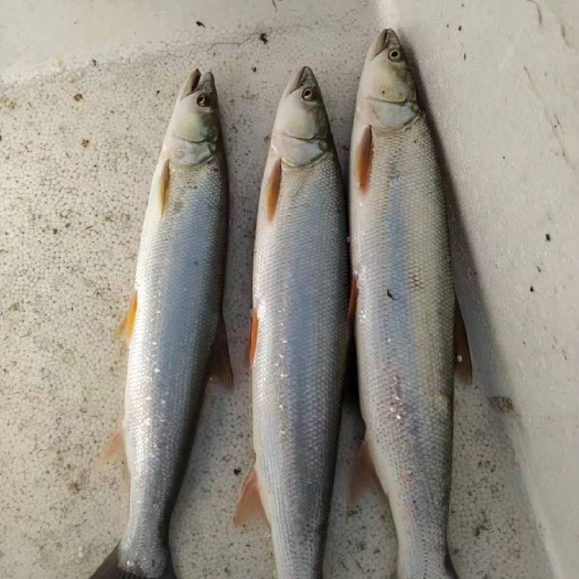湖州 鳡鱼苗
