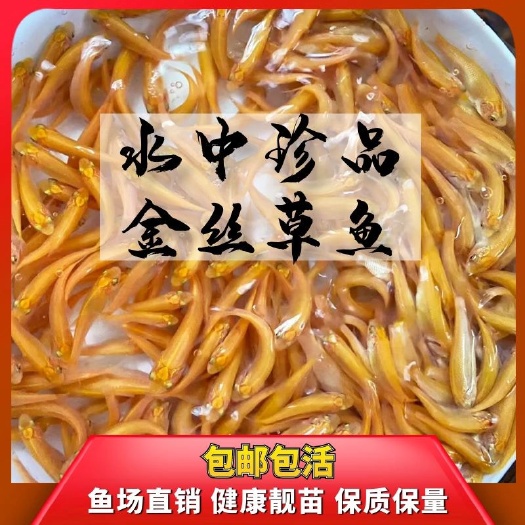 广州金草鱼苗 俄罗斯金丝草鱼 观赏可食用黄金皖鱼草鱼苗