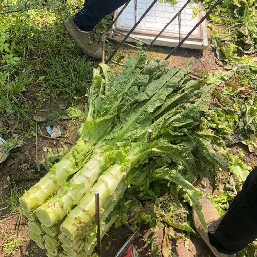 天门市红叶莴笋  红叶香莴苣，产地直销，价格美丽田间实拍