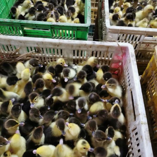 南宁番鸭苗 大花番苗，价格实惠