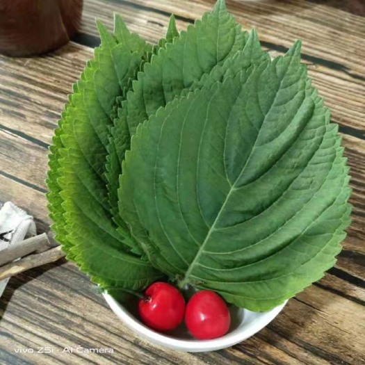 沈阳新鲜紫苏  紫苏叶