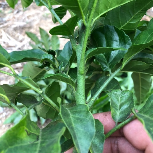 廉江市贵妃黄皮果苗 贵妃芽条