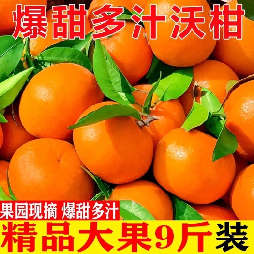 四川沃柑新鲜水果当季整箱桔子现摘橘子桔子应季柑橘贡柑