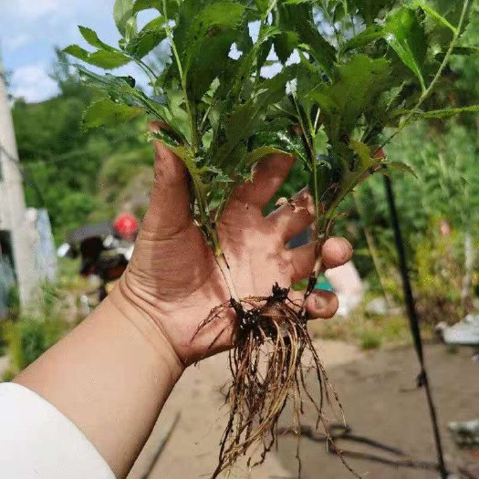 商洛苍术苗 苍术种苗 苍术苗苗
