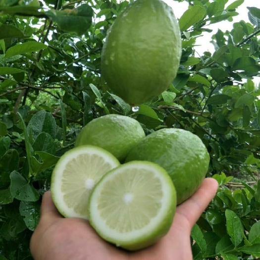 灵山县四季香水柠檬苗 广东香水柠檬树苗