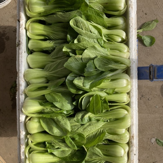 邯郸山油菜 