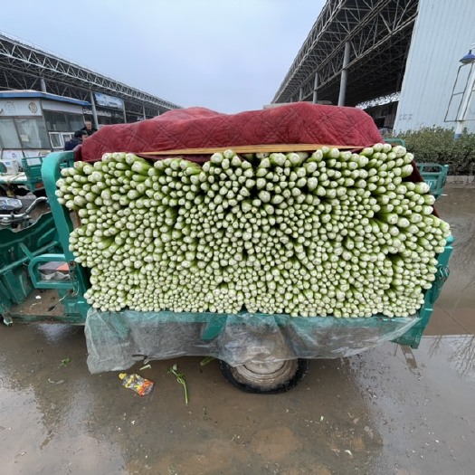 邯郸 芹菜