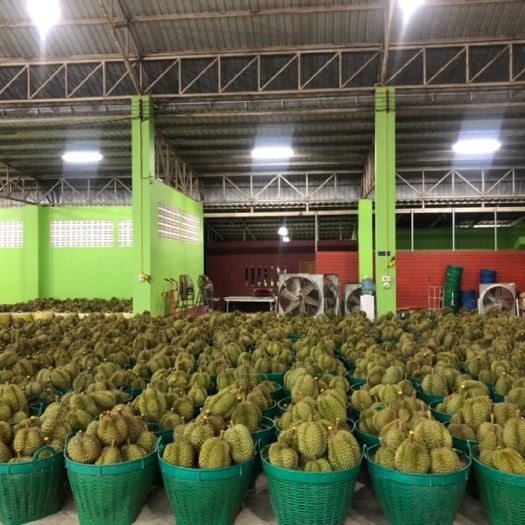 兴业县自家果园，高品质金枕榴莲，支持散货空运，整柜陆运！