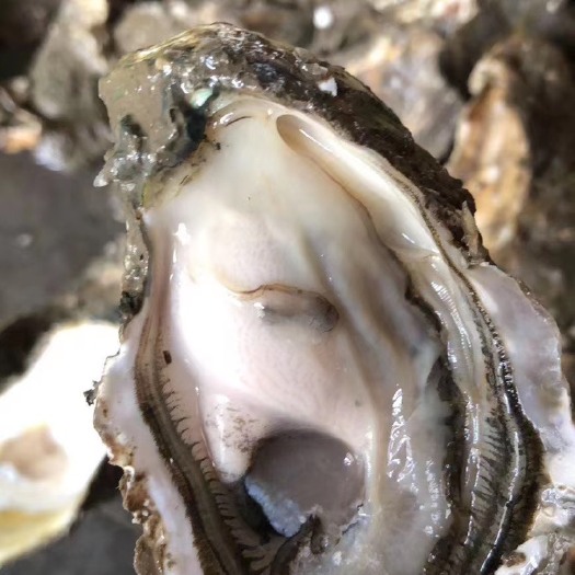 饶平县三倍体生蚝 牡蛎生蚝