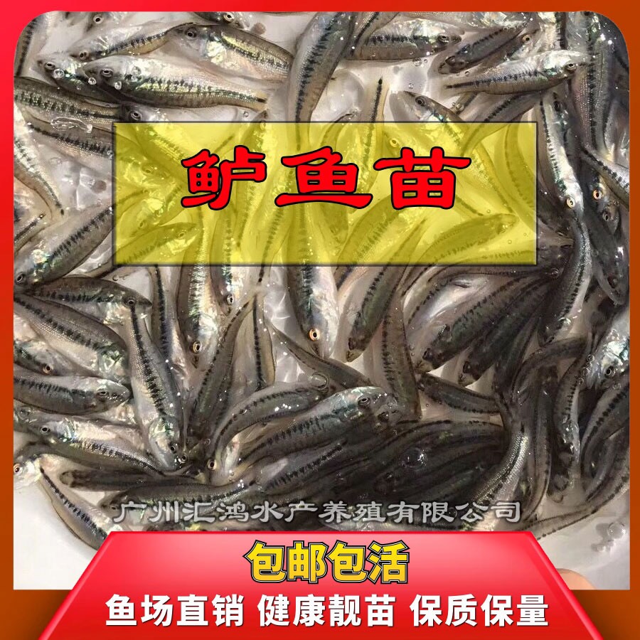  鲈鱼苗 1-6厘米驯化加州鲈鱼苗大口黑鲈鱼苗 优鲈鱼水花直销