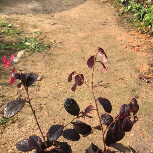 普宁市茶花 红花继木