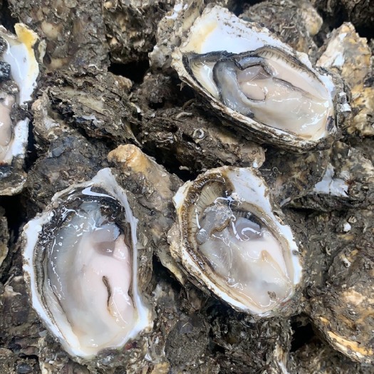 饶平县珍珠蚝  深海蚝 生蚝批发网红高压锅地摊批发