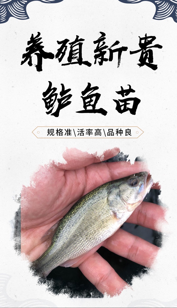  鲈鱼苗 1-6厘米驯化加州鲈鱼苗大口黑鲈鱼苗 优鲈鱼水花直销