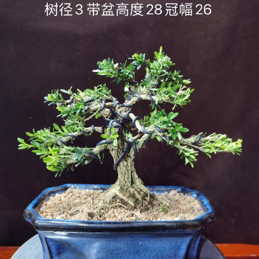 潮州造型雀舌黄杨盆景，家有黄杨 国家栋梁，寓意好