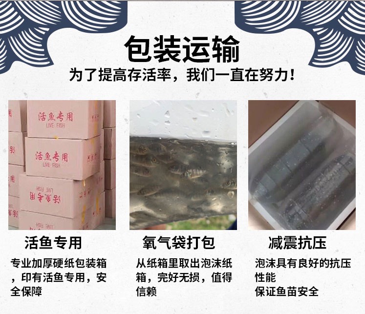  鲈鱼苗 1-6厘米驯化加州鲈鱼苗大口黑鲈鱼苗 优鲈鱼水花直销