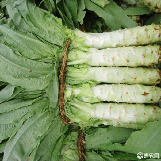 泰安三青莴笋 菜地直销，量大优先