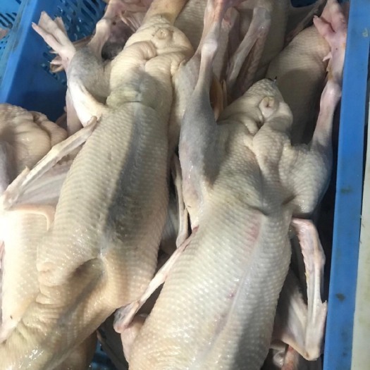 湖州鸡肉类  白条鸭，白条鸡，长期供应，检疫齐全，量大从优