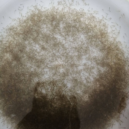 广州草鱼水花大头水花土鲮麦鲮水花品种齐全，成活率高价格请咨询