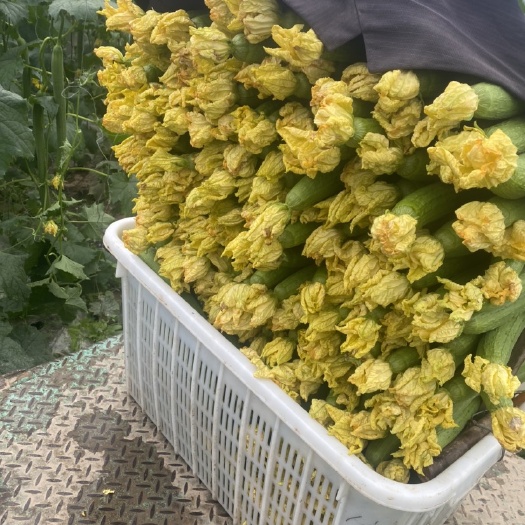 濮阳县鲜花丝瓜