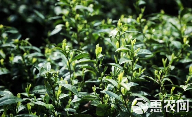 2023年新茶黄金茶 明前霍山黄芽霍山绿茶自产自销，农家茶