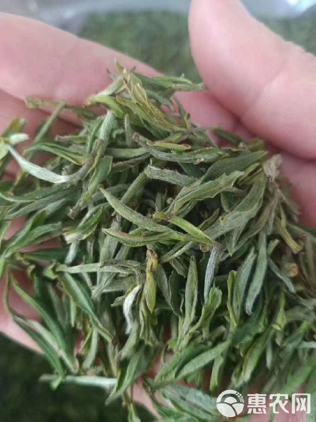 2023年新茶黄金茶 明前霍山黄芽霍山绿茶自产自销，农家茶
