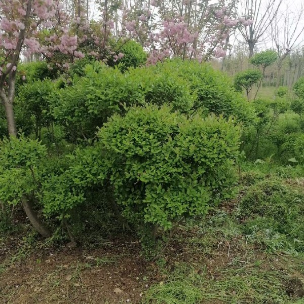  各种规格小叶女贞云片，价格不贵，苗子好，量大