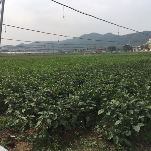 广州大黑茄，线茄