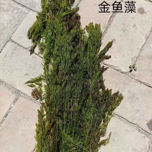 安新县 金鱼藻