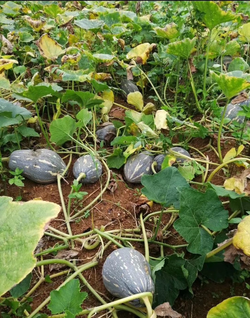 香芋南瓜种子杂交品种，香芋味浓，产量高，口感好肉质细腻好管理