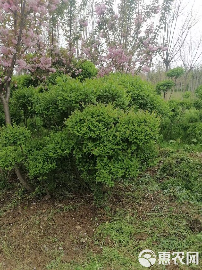  各种规格小叶女贞云片，价格不贵，苗子好，量大