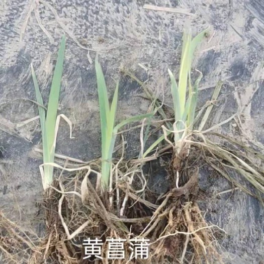 安新县蒲苇 黄香莆