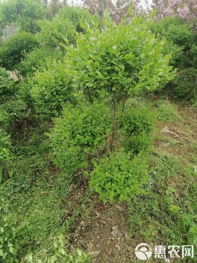  各种规格小叶女贞云片，价格不贵，苗子好，量大