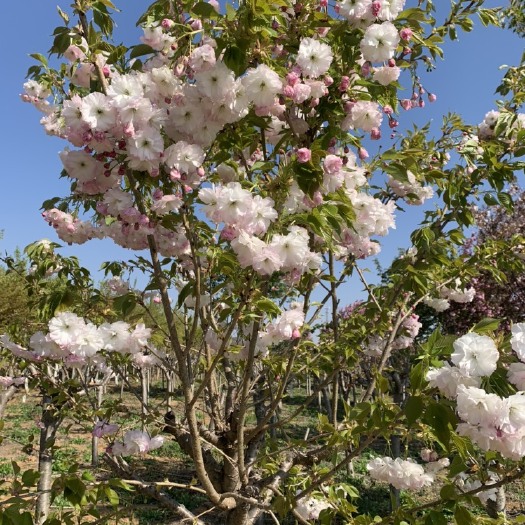 青岛 松月樱花
