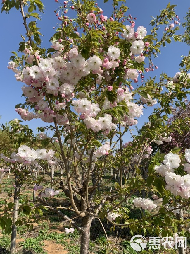  松月樱花