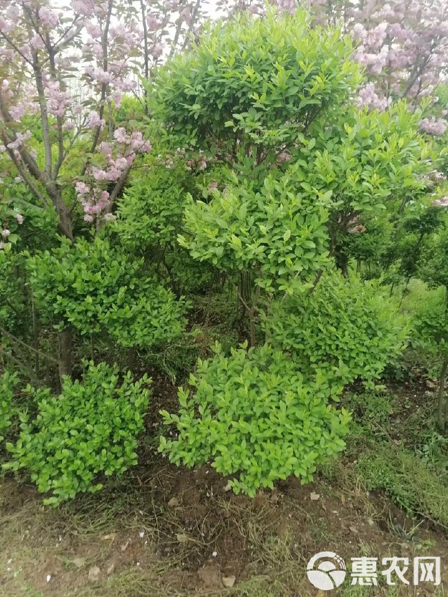  各种规格小叶女贞云片，价格不贵，苗子好，量大