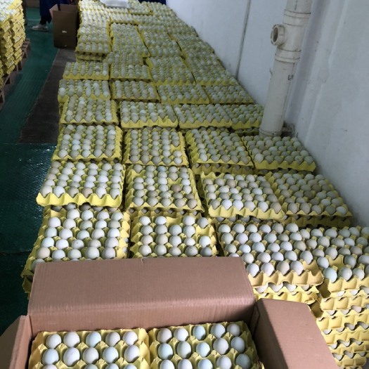 长顺县现货绿壳土鸡蛋38斤360枚装优惠出货