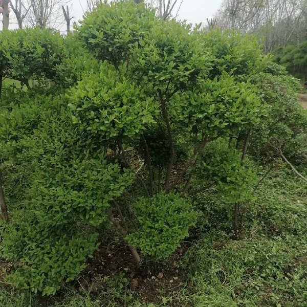  各种规格小叶女贞云片，价格不贵，苗子好，量大