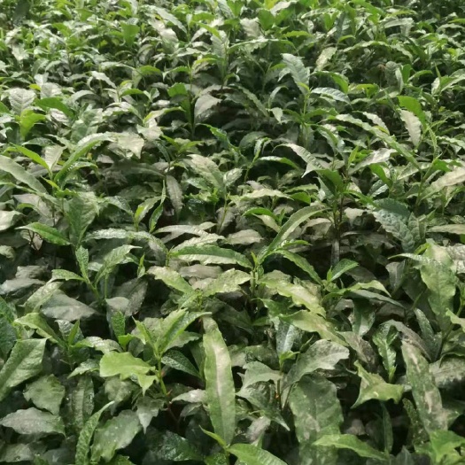 牛奶果苗  白花牛奶苗