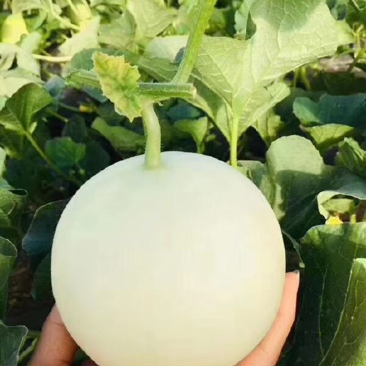 新品上架,陕西阎良甜瓜,小籽薄皮,入口无渣清甜可口,一件代发