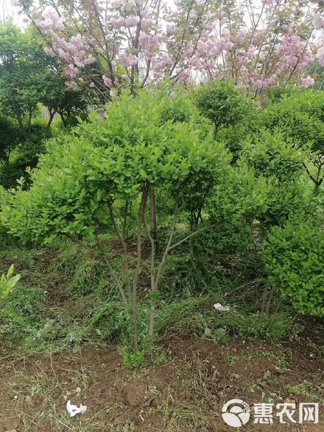  各种规格小叶女贞云片，价格不贵，苗子好，量大