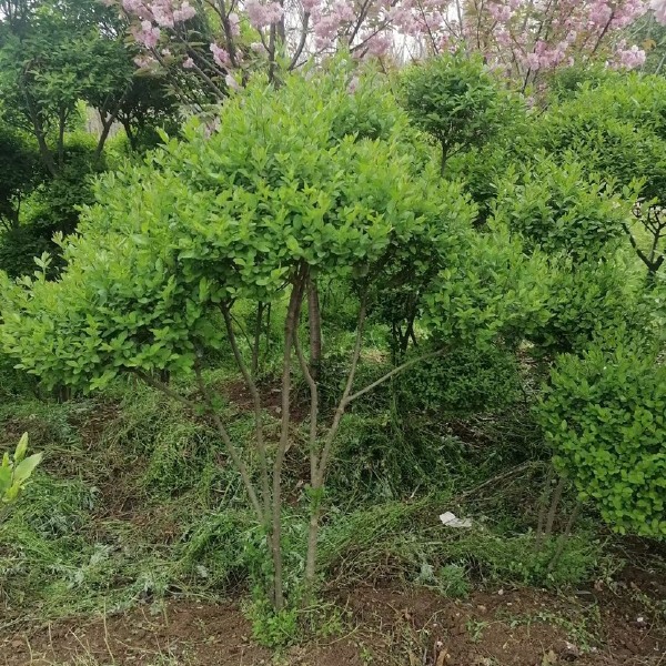  各种规格小叶女贞云片，价格不贵，苗子好，量大