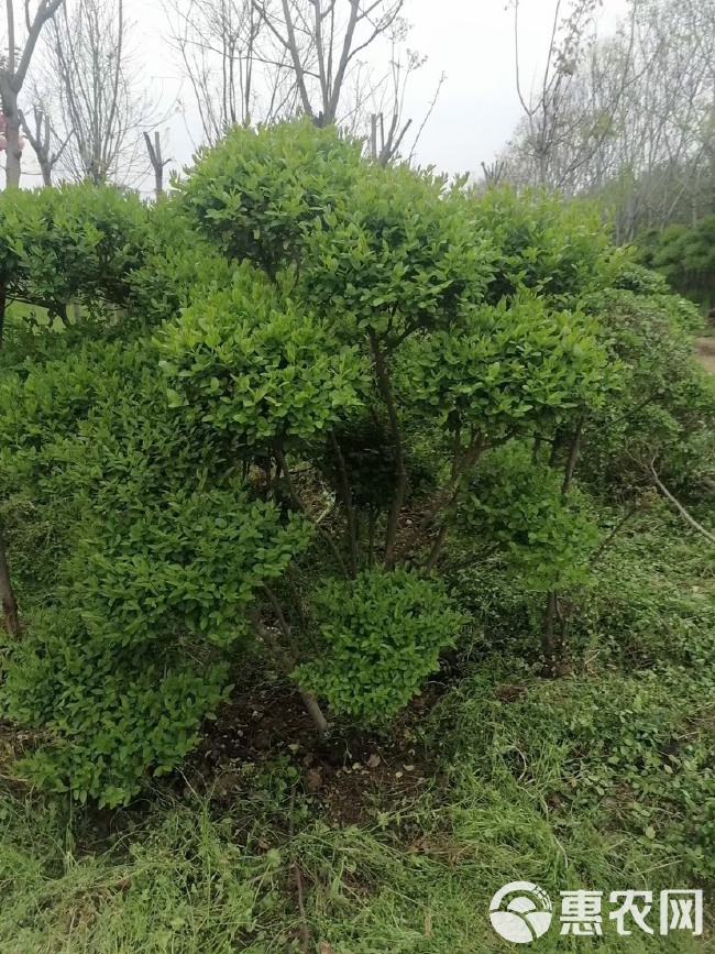  各种规格小叶女贞云片，价格不贵，苗子好，量大