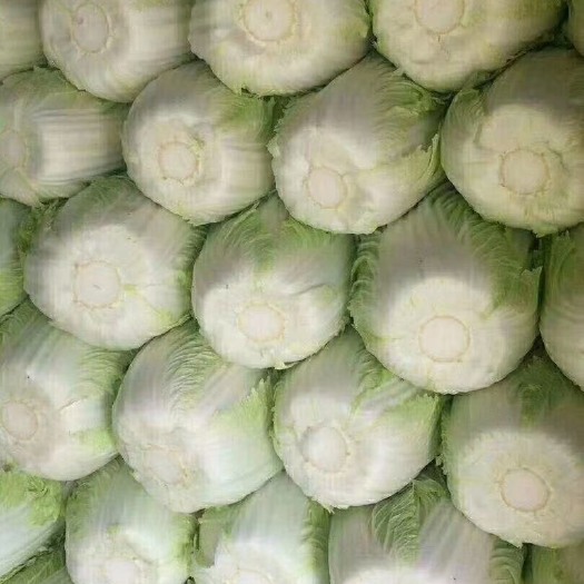 莘县菊锦大白菜  陆地黄心￼大白菜。￼