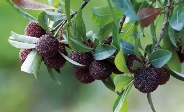 石屏县荸荠杨梅 杨梅