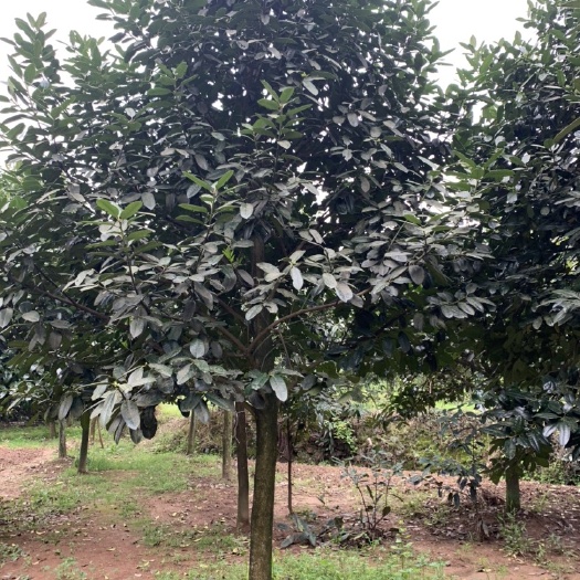 新昌县大叶冬青苦丁茶12-15公分