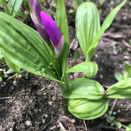 紫花宽叶巨茎白岌露天驯化苗，块茎大易成活，支持货到付款，
